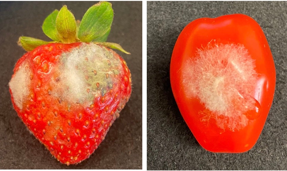 A path to defeating crop-killing gray mold without toxins | UCR